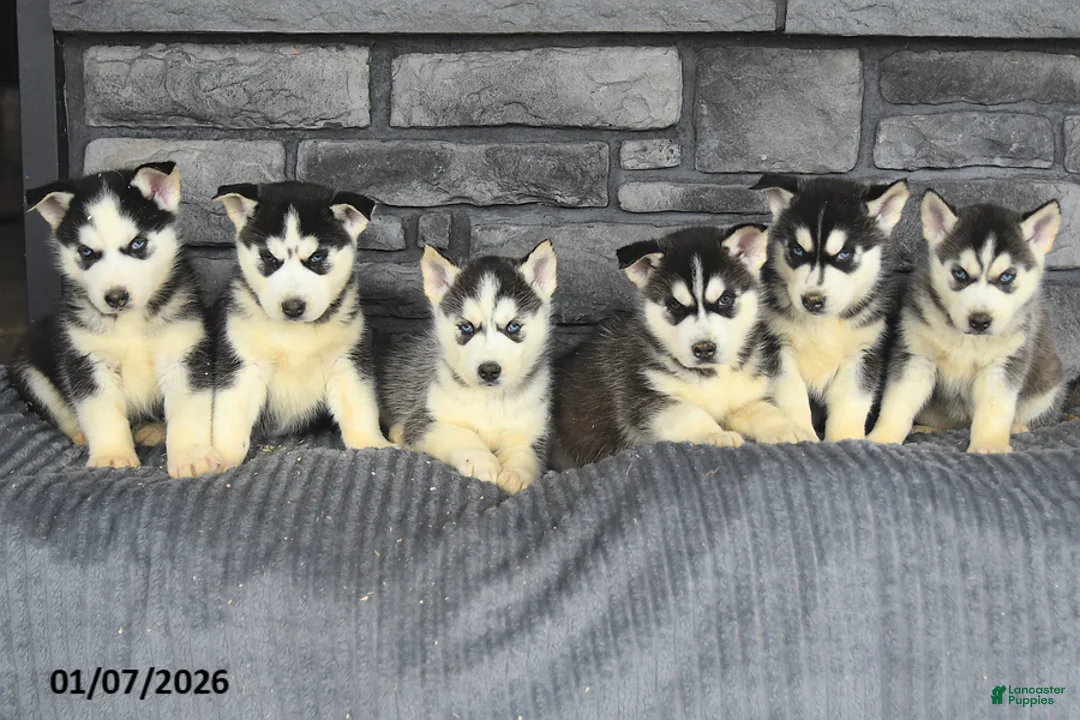 Siberian Husky dogs for sale: Blaze - Ad 5