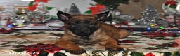 Belgian Malinois dogs for sale: Finn - Ad 9