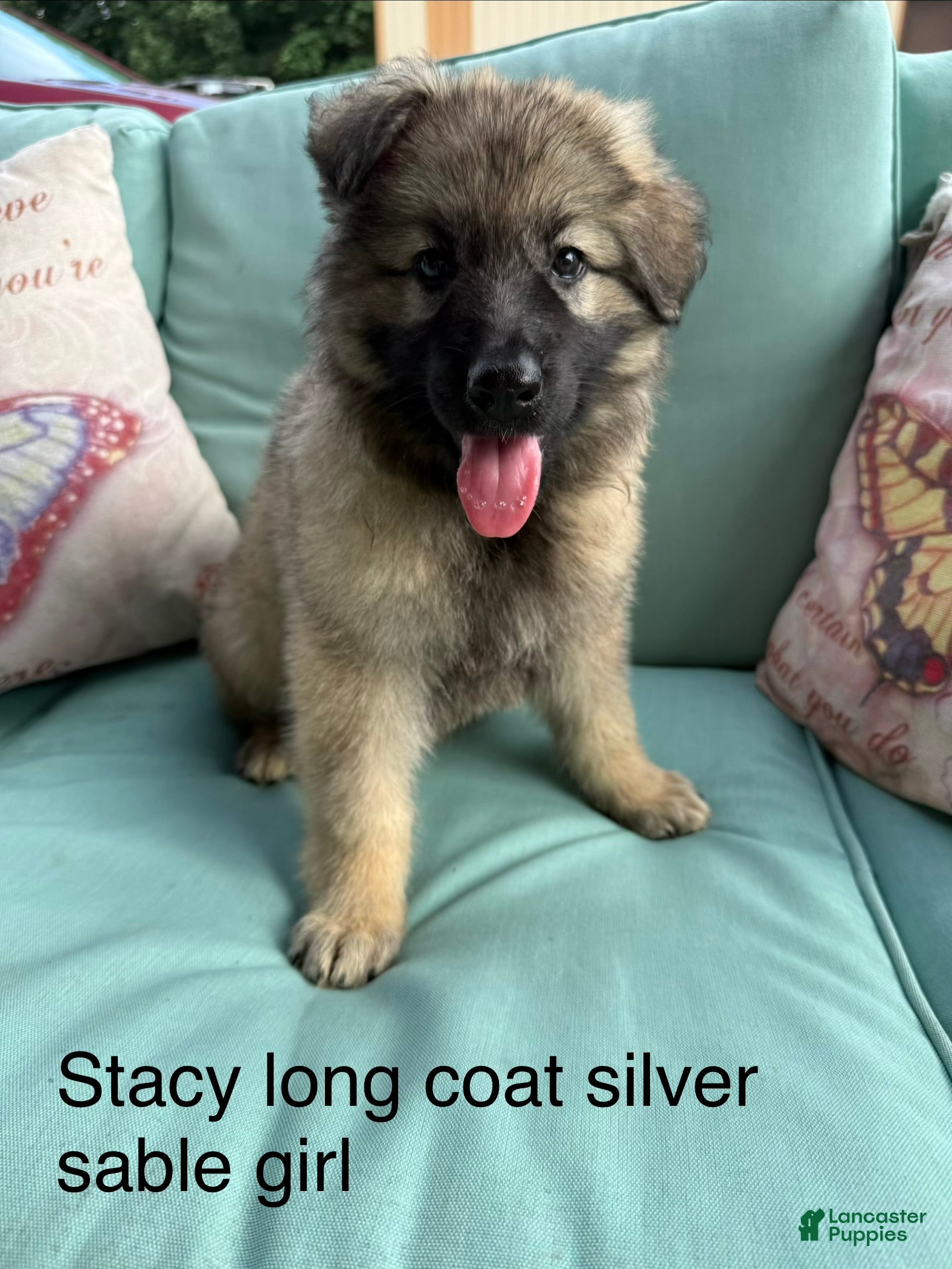 German Shepherd dogs Stacy long coat silver sable  - Ad 1