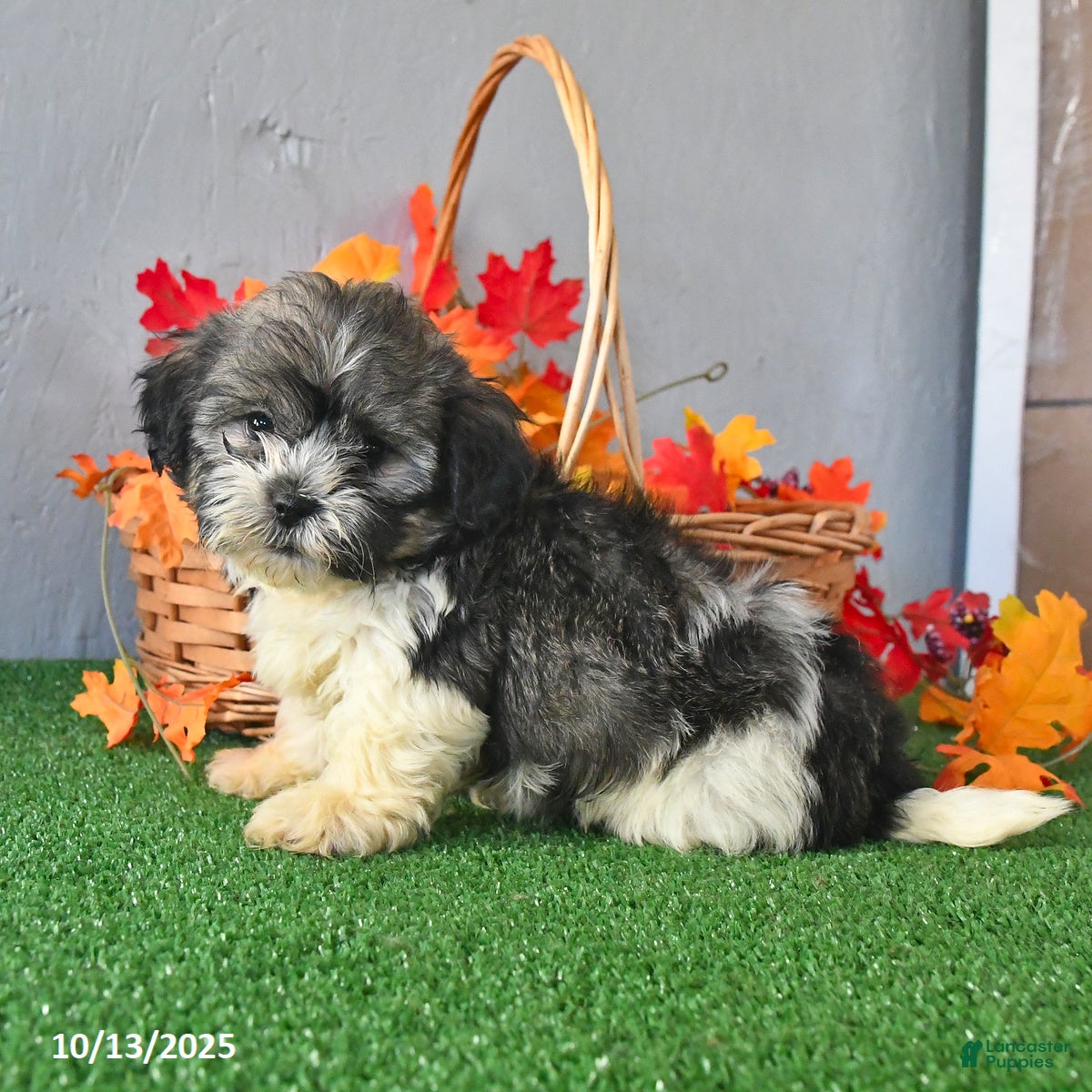 Teddy Bear dogs Twila - Ad 31