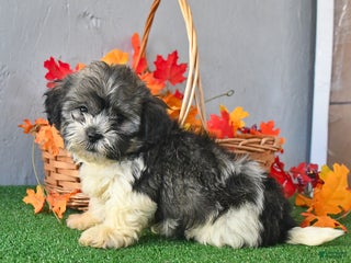 Teddy Bear dogs Twila - Ad 32