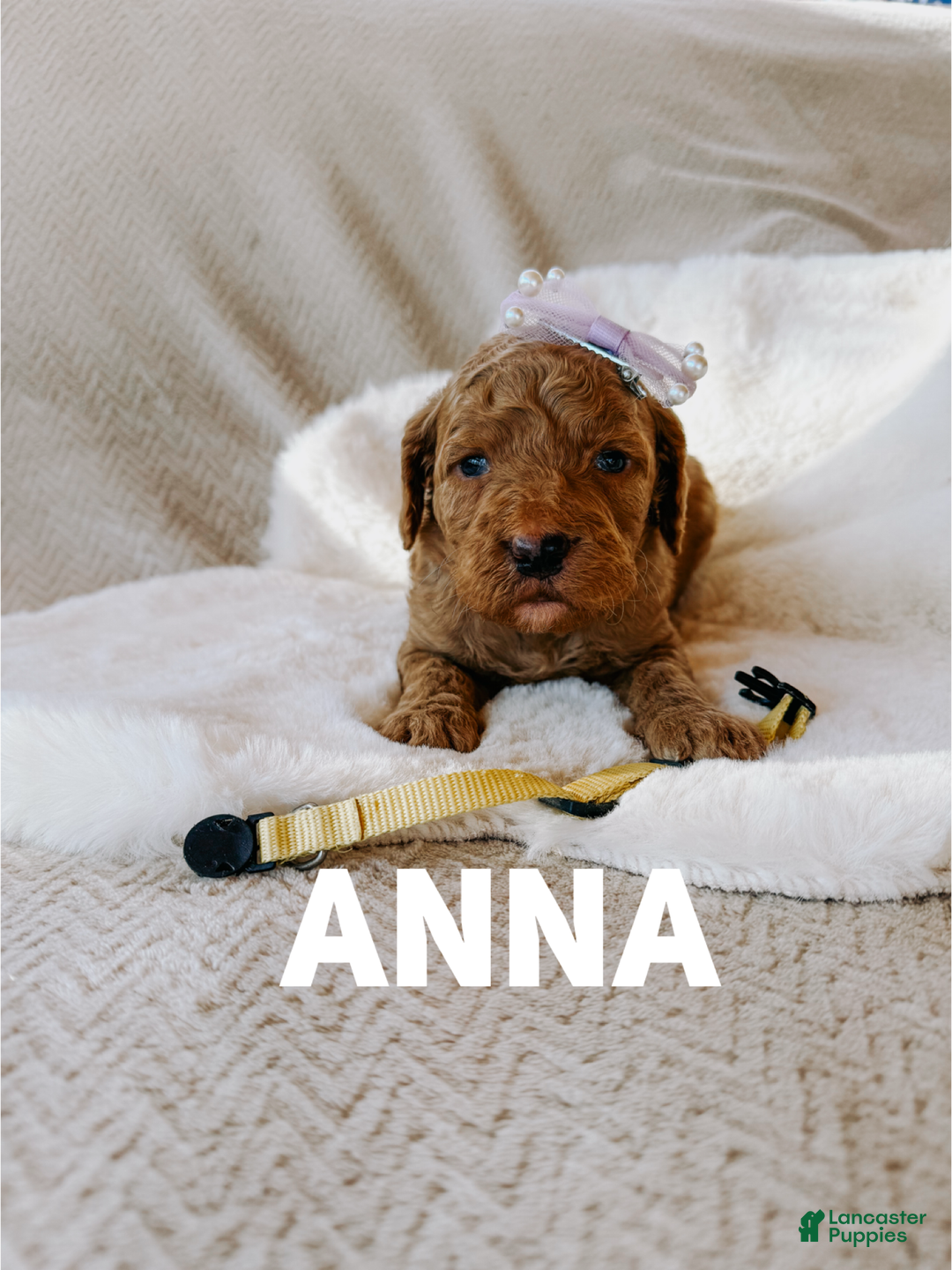 Goldendoodle dogs for sale: Anna - Ad 1