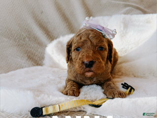 Goldendoodle dogs Anna - Ad 36