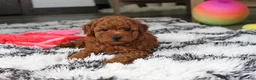 Bichpoo dogs for sale: Jerry - Ad 8
