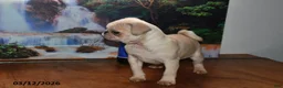 Pug dogs for sale: Sweetheart - Ad 3