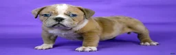 American Bully dogs for sale: Fawn Merle Female - Ad 2