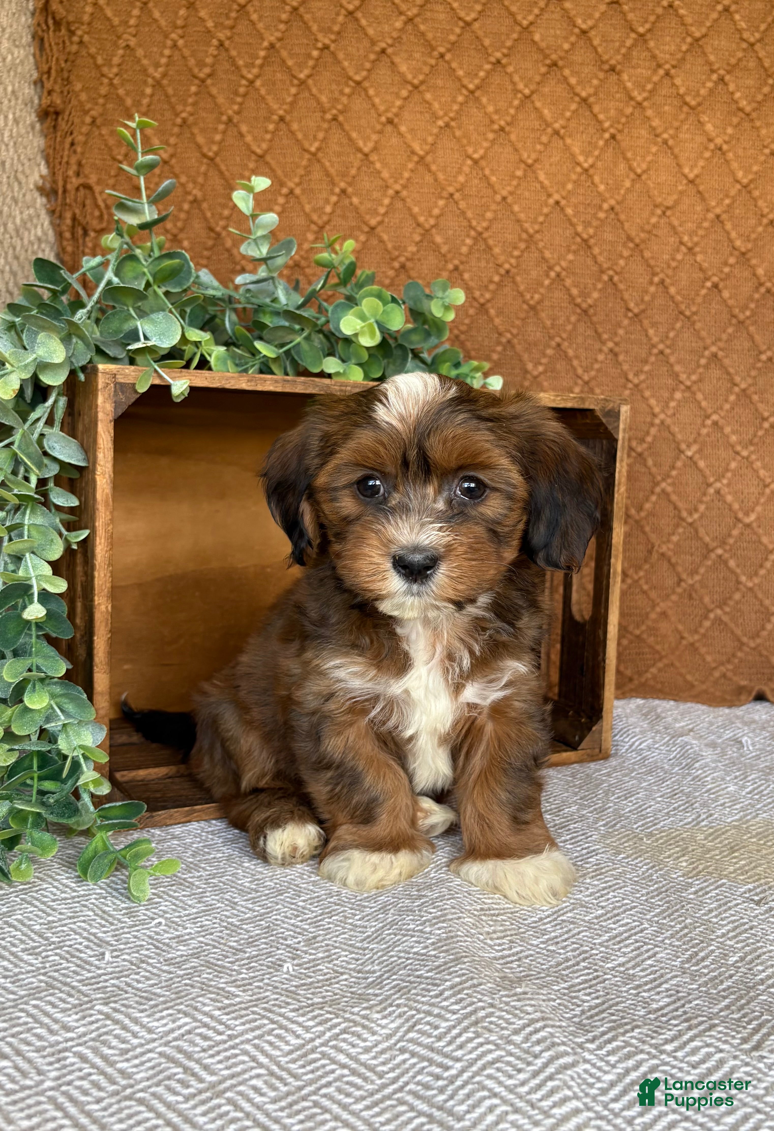 Havanese dogs Lisa  - Ad 1