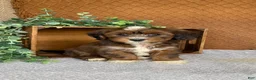 Havanese dogs for sale: Lisa  - Ad 1