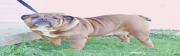 English Bulldog dogs for sale: Vince - Ad 7