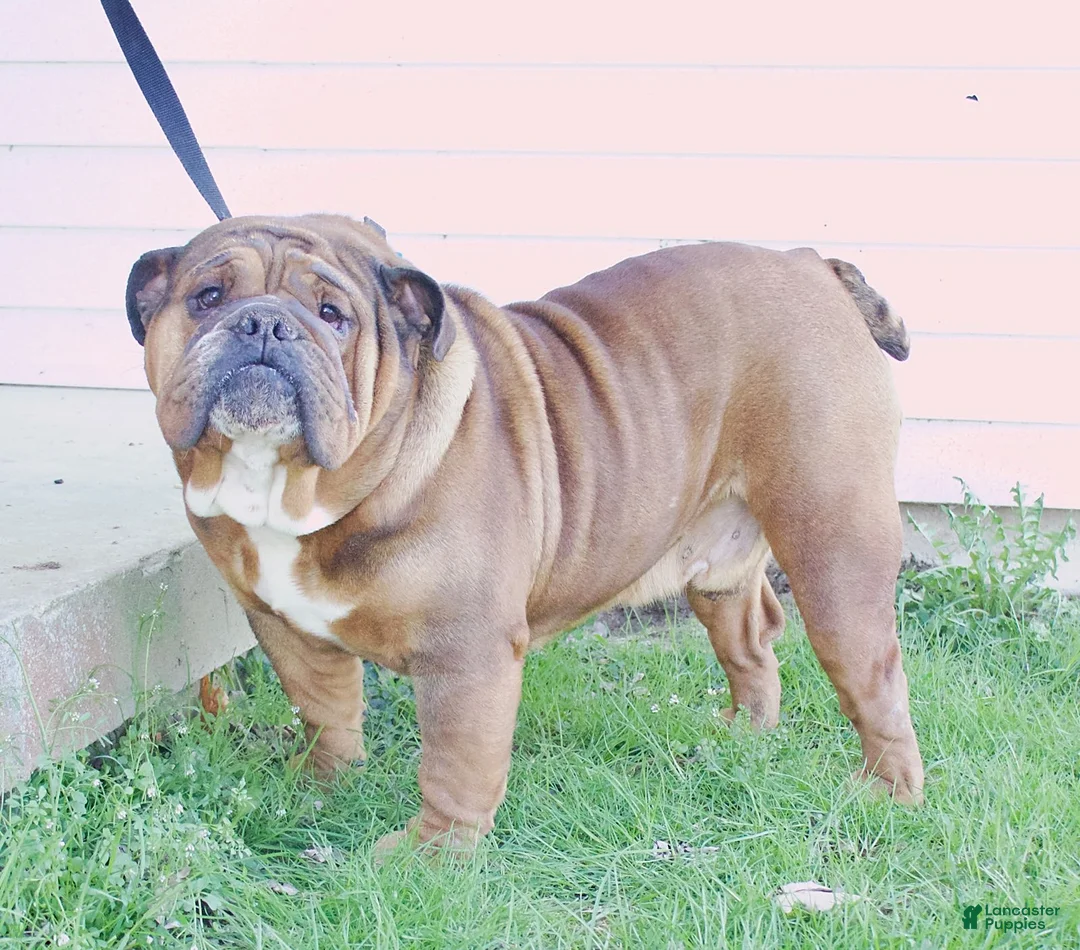 English Bulldog dogs for sale: Vince - Ad 7