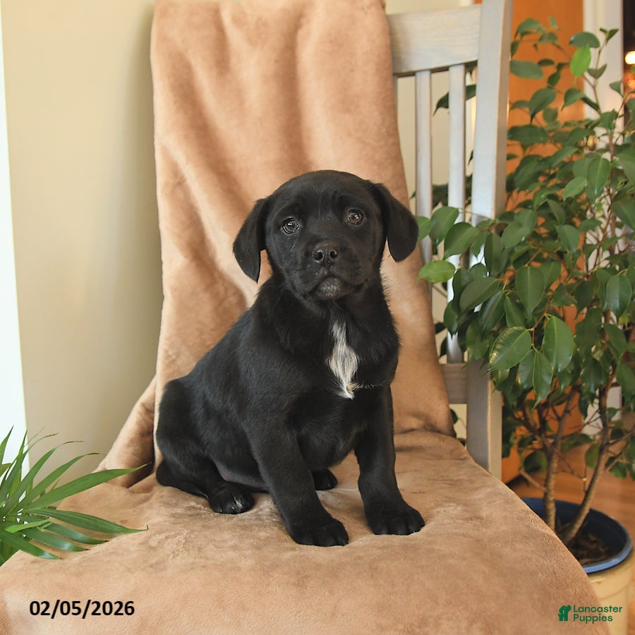 Mixed Breed dogs Leo - Ad 20