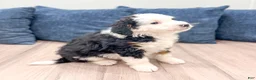 Mini Bernedoodle dogs for sale: Braxton - Ad 3