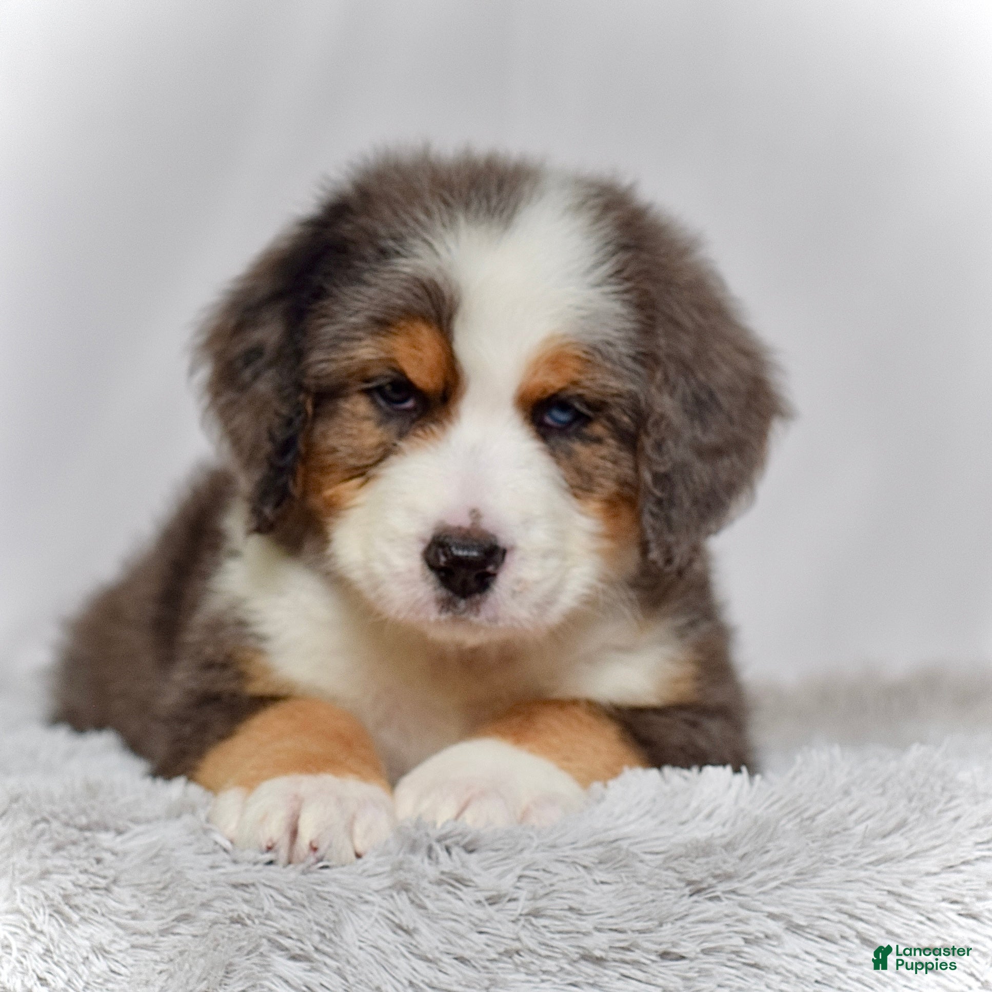 Bernedoodle dogs Mr. Hudson - Ad 2