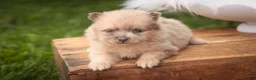 Pomeranian dogs for sale: Berlioz Pomeranian  - Ad 7