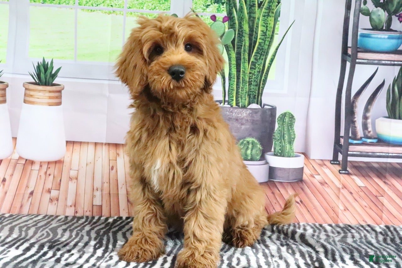 Mini Goldendoodle dogs Buddy - Ad 2