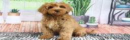 Mini Goldendoodle dogs for sale: Buddy - Ad 2