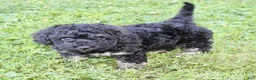 Cockapoo dogs for sale: Gavin - Ad 4