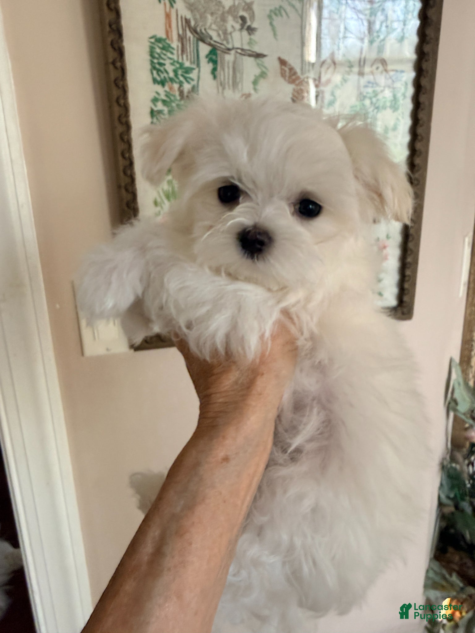 Maltese dogs Maltese Puppy 1 - Ad 2