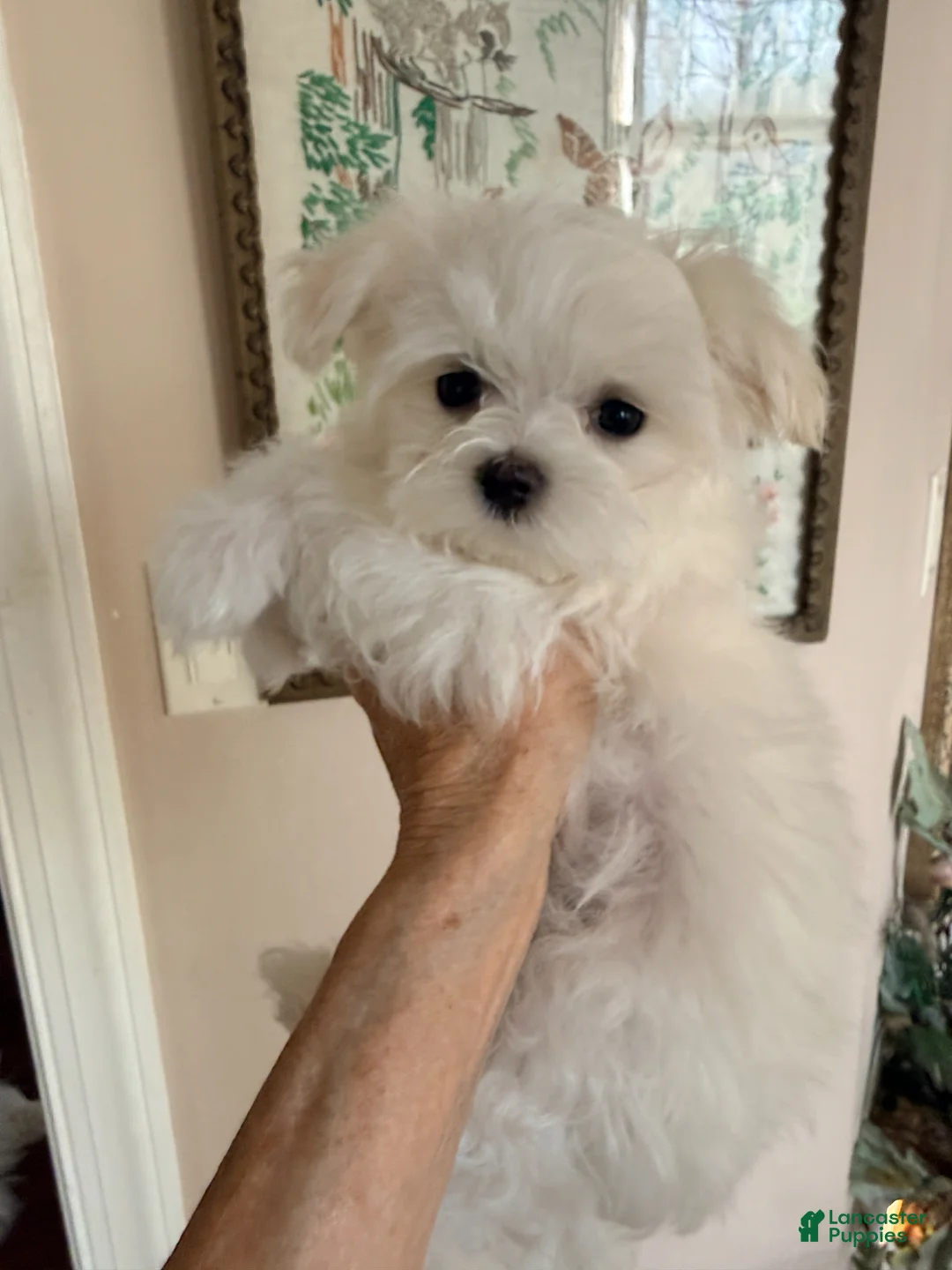 Maltese dogs for sale: Maltese Puppy 1 - Ad 2