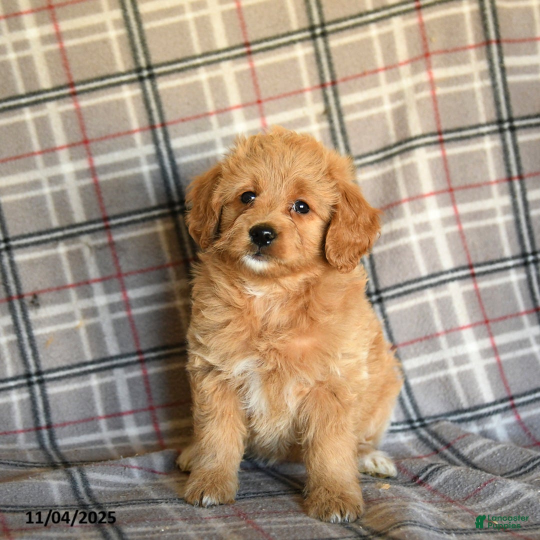 Mini Goldendoodle dogs for sale: Sera - Ad 10