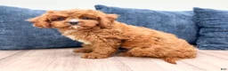 Cavapoo dogs for sale: Arlo - Ad 5