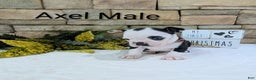 Boston Terrier dogs for sale: Boston Terrier - Ad 2