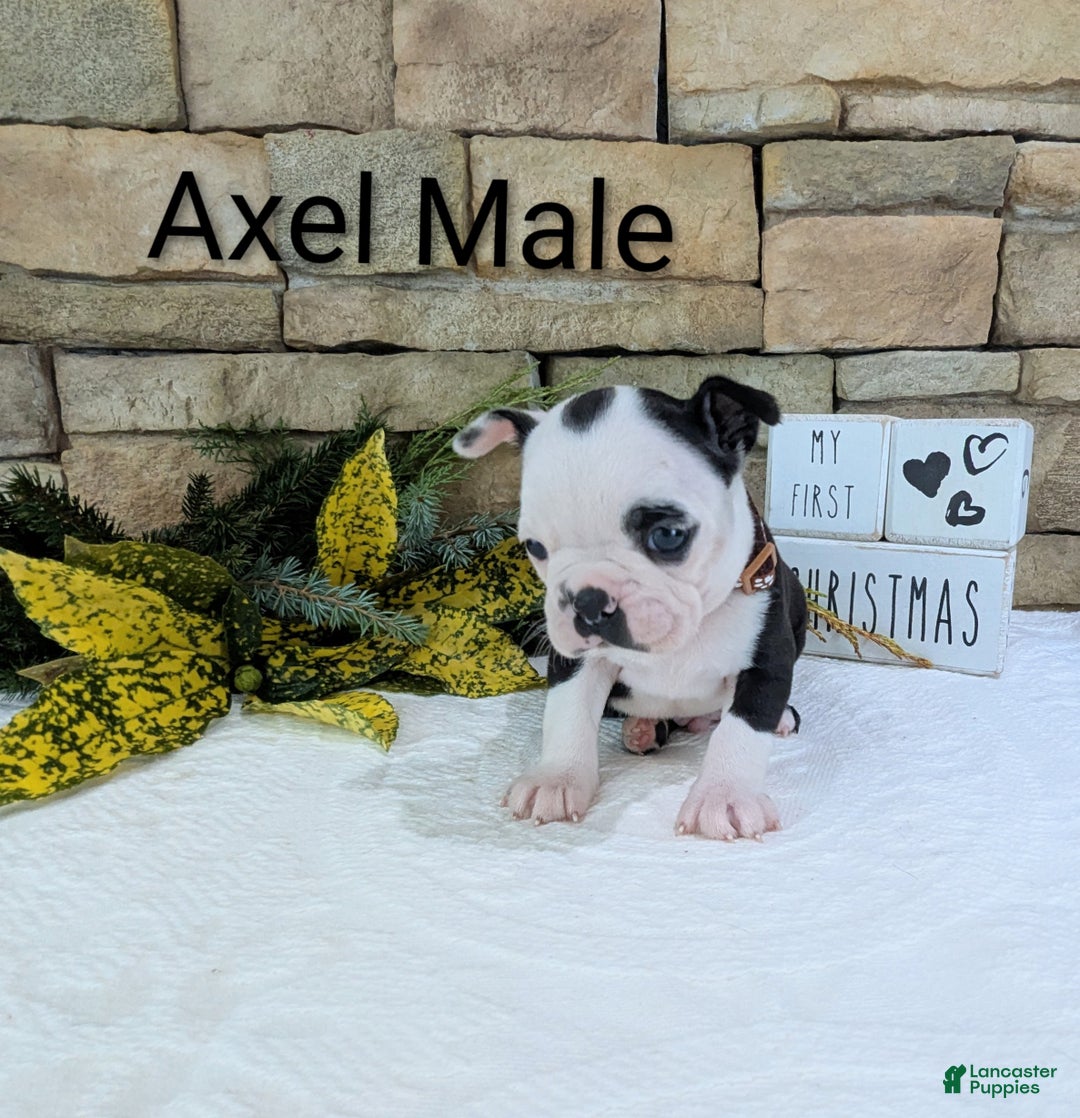 Boston Terrier dogs for sale: Boston Terrier - Ad 2