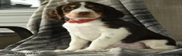 English Springer Spaniel dogs for sale: Escape - Ad 3