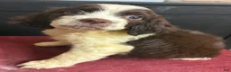 English Springer Spaniel dogs for sale: Miss. Misty  - Ad 3