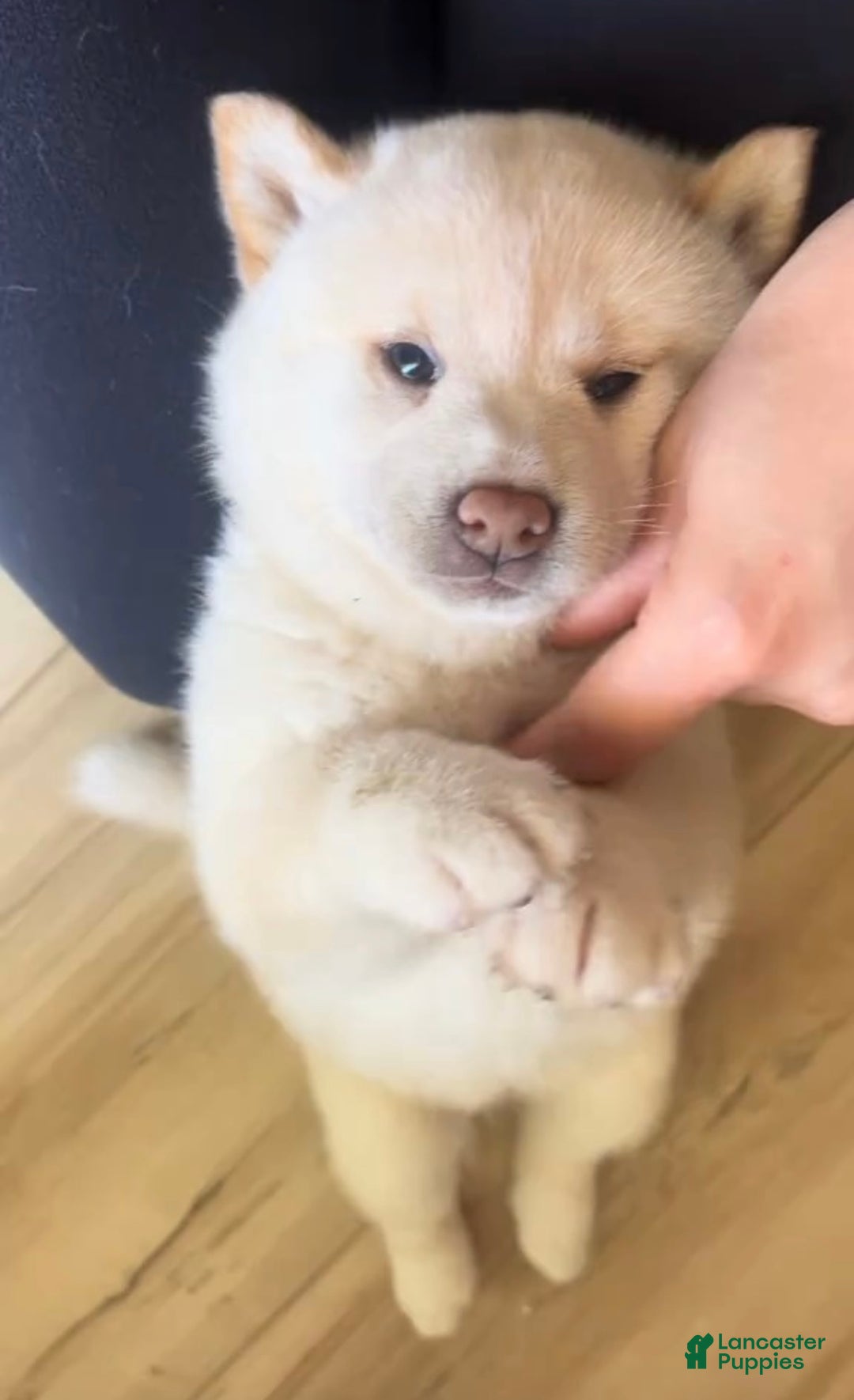 Shiba Inu dogs for sale: Shiba Inu Puppy 5 - Ad 36