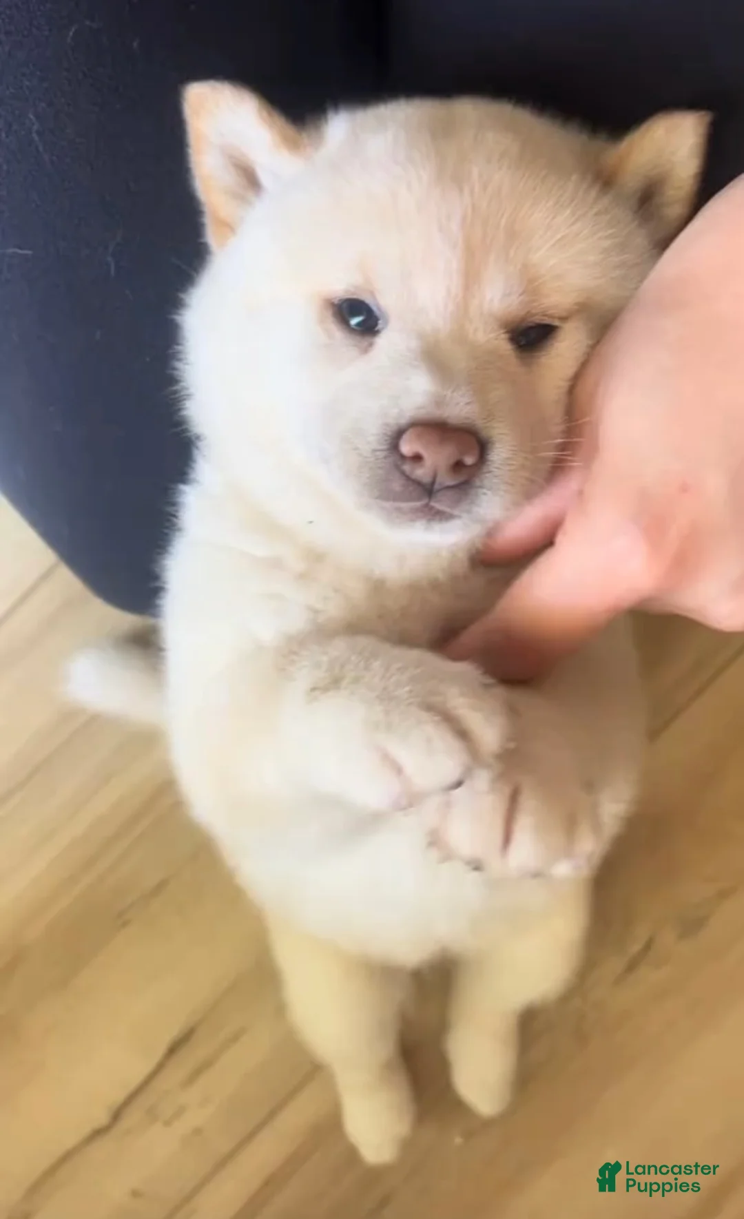 Shiba Inu dogs for sale: Shiba Inu Puppy 6 - Ad 18