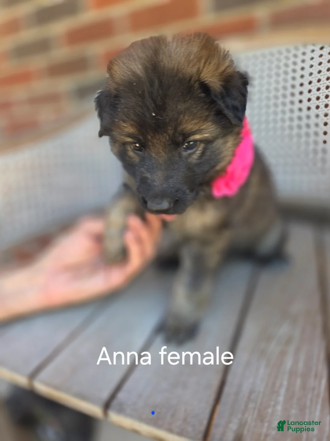 German Shepherd dogs for sale: ANNA - Ad 5