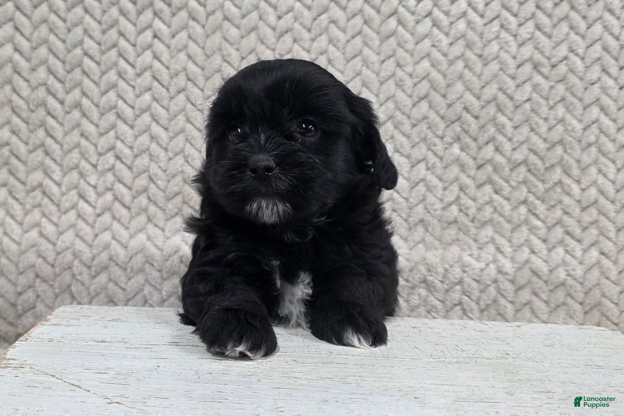 Shihpoo dogs Betsy - Ad 1