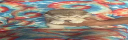 Alaskan Malamute dogs for sale: Alaskan Malamute 5 - Ad 14