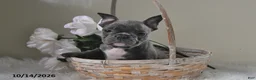 Frenchton dogs for sale: Baxter - Ad 3