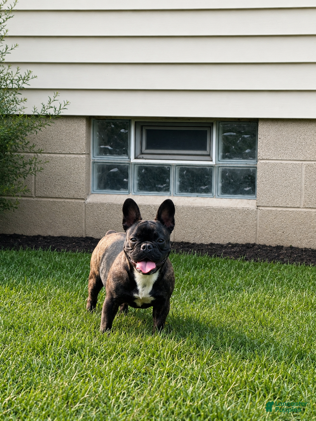 French Bulldog dogs Mocha - Ad 11