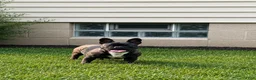 French Bulldog dogs for sale: Mocha - Ad 1