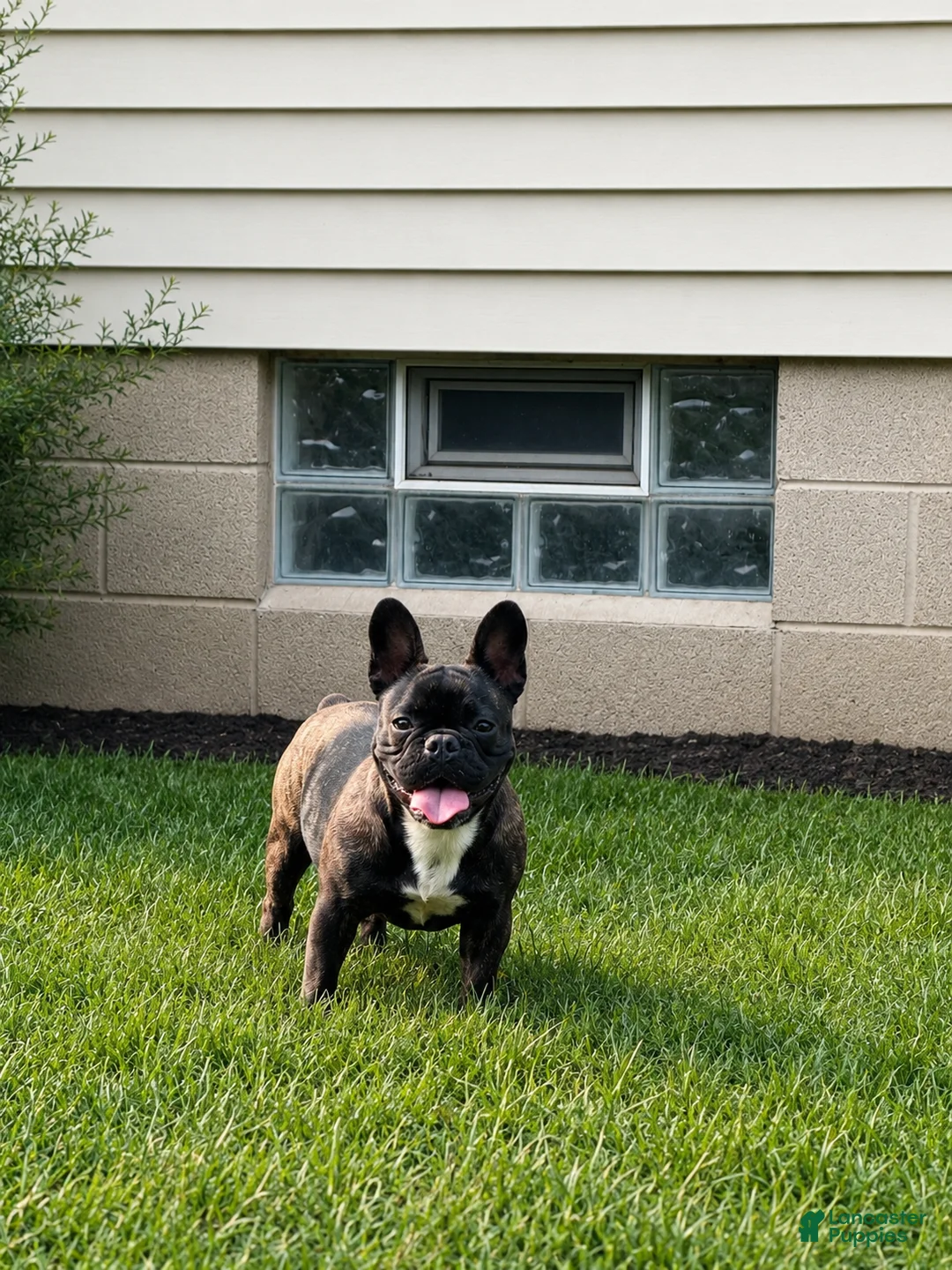 French Bulldog dogs for sale: Mocha - Ad 1