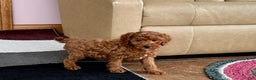 Cavapoo dogs for sale: Justin - Ad 2
