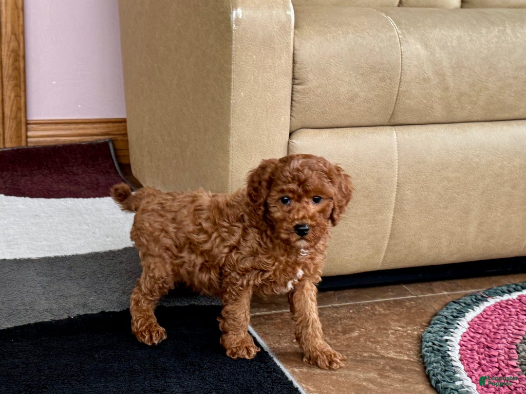 Cavapoo dogs for sale: Justin - Ad 2