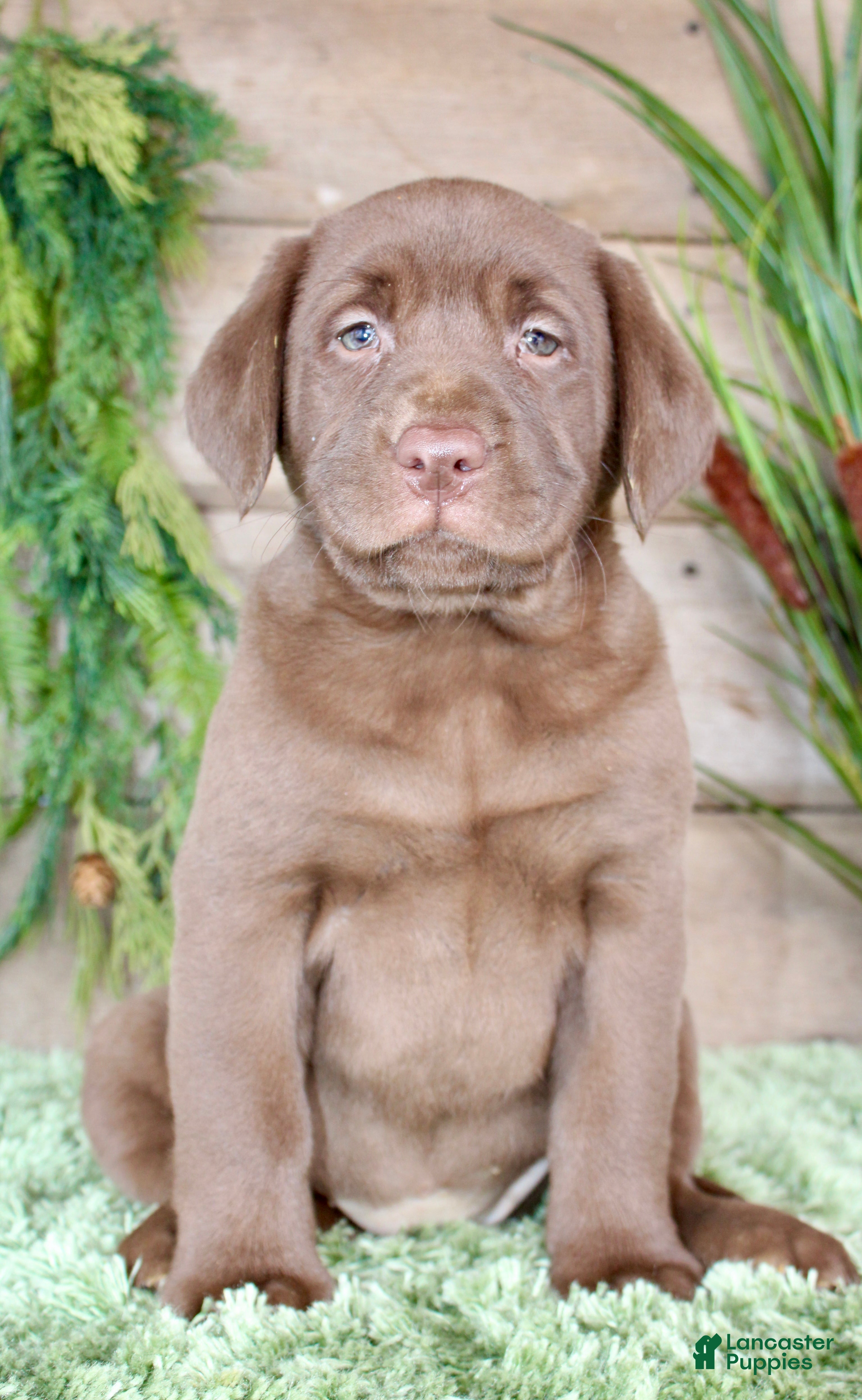 Labrador Retriever dogs Helga - Ad 1