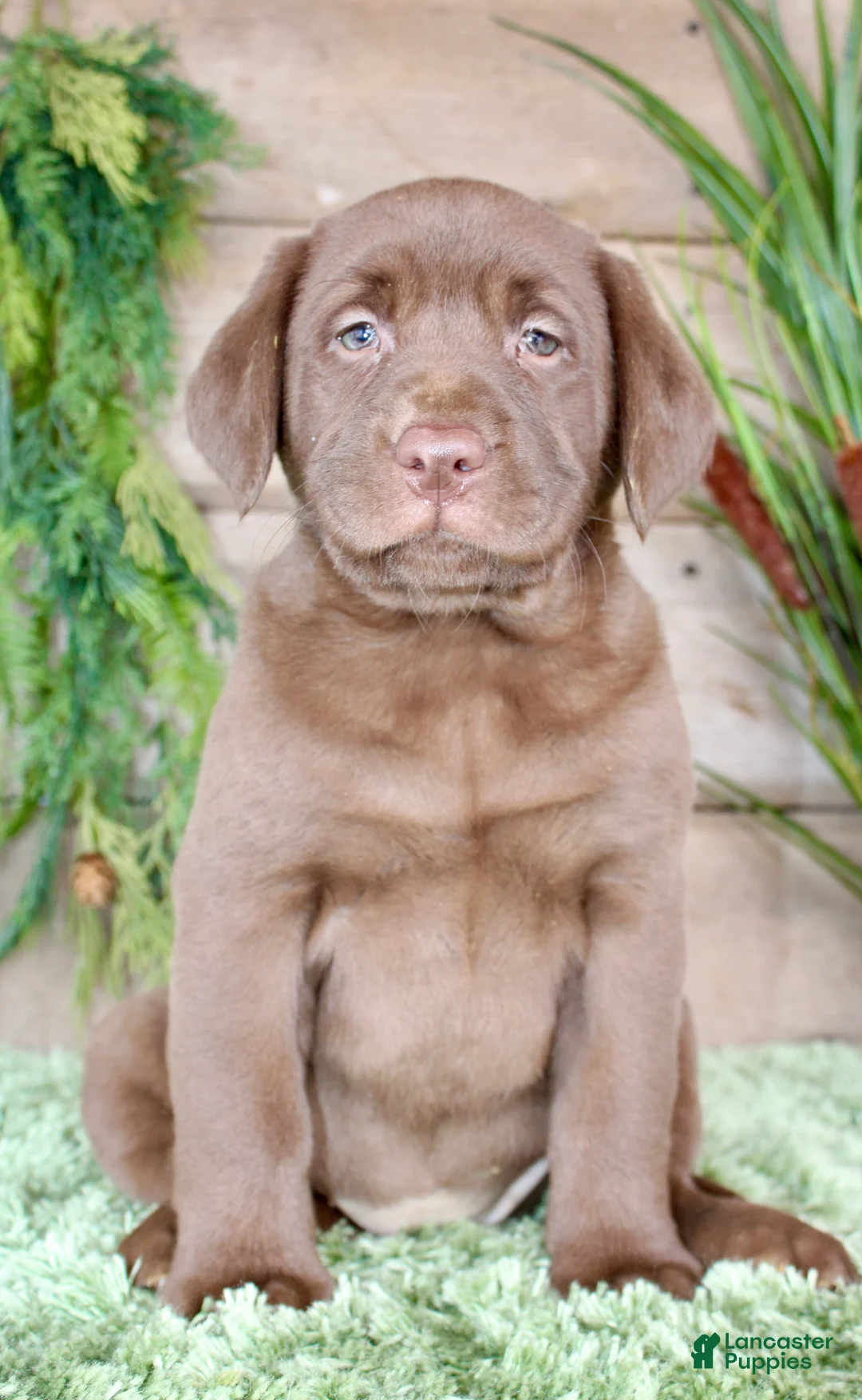 Labrador Retriever dogs for sale: Helga - Ad 1