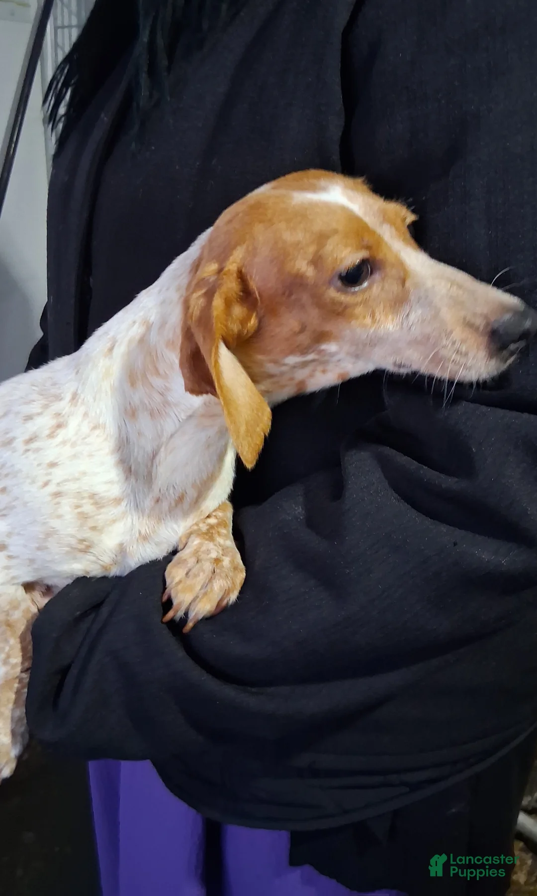 Miniature Dachshund dogs for sale: Angela - Ad 8