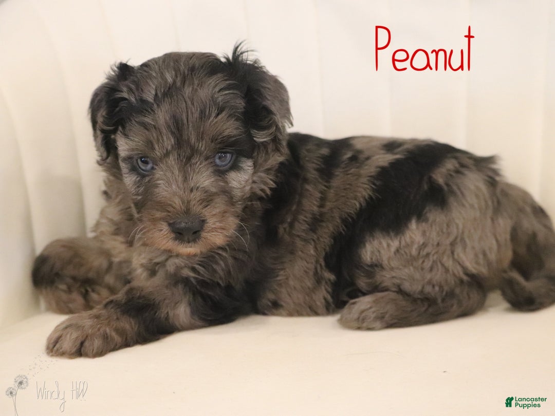 Mini Aussiedoodle dogs for sale: Peanut - Ad 4
