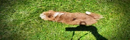 Havapoo dogs for sale: Doodles - Ad 6