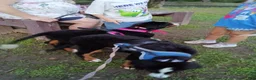 Bernese Mountain Dog dogs for sale: Bernese Mountain Dog 2 - Ad 56