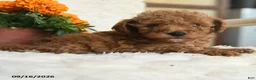 Miniature Poodle dogs for sale: Nathan - Ad 5