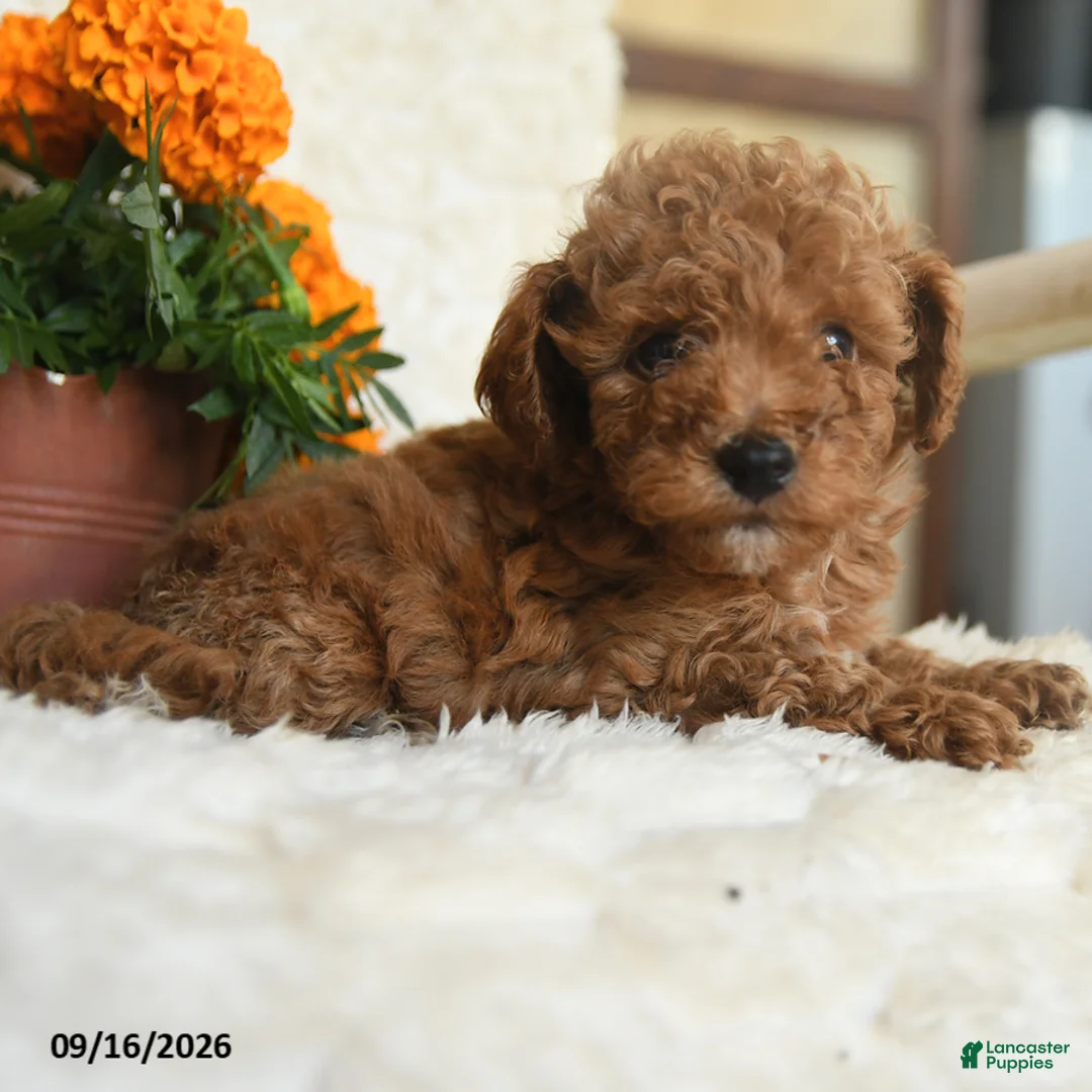 Miniature Poodle dogs for sale: Nathan - Ad 5