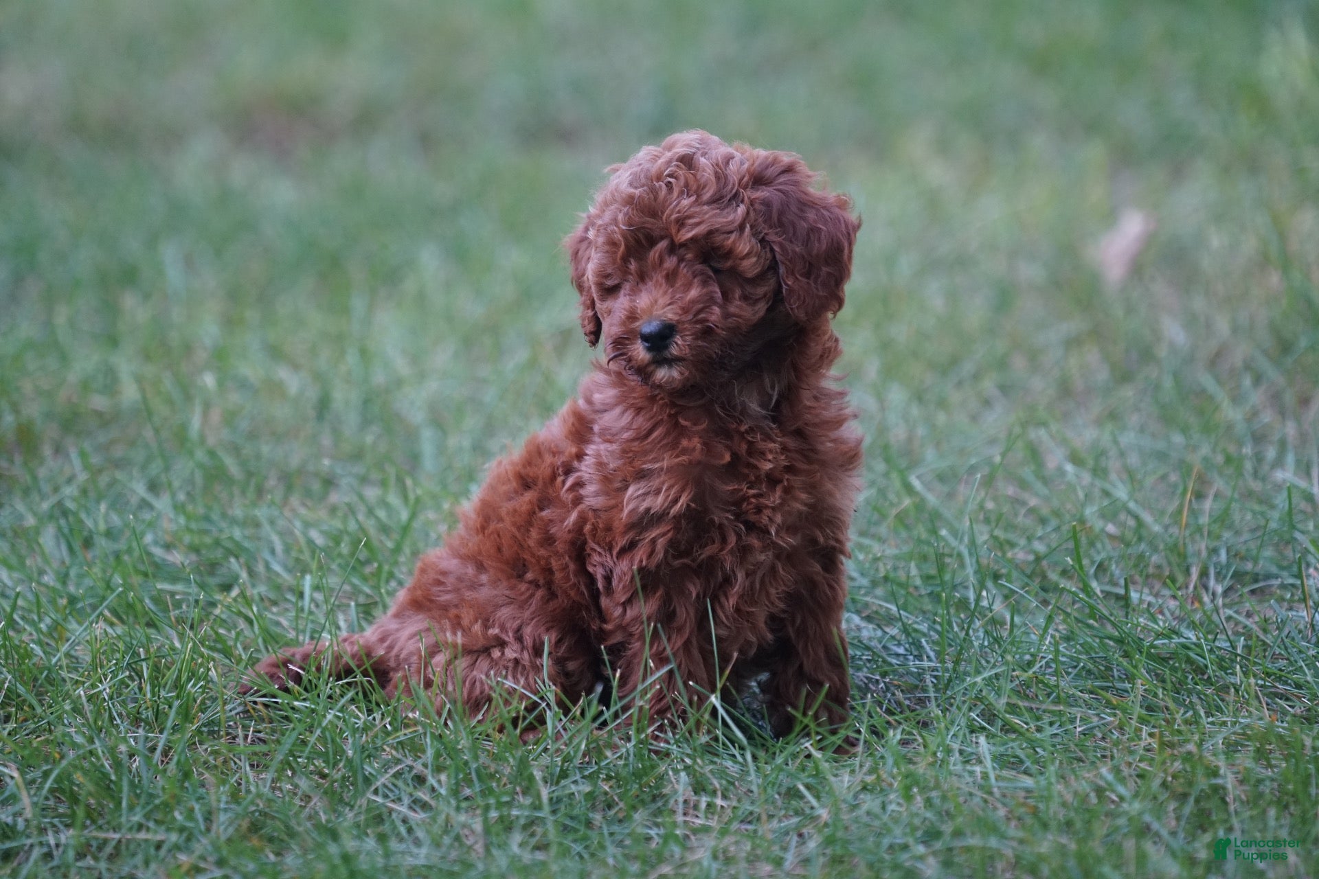 Oakly, Irish Doodle