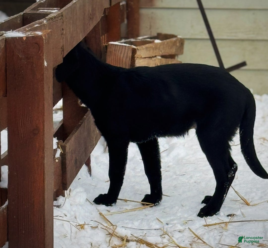 Labrador Retriever dogs for sale: Labrador Retriever Puppy 1 - Ad 6